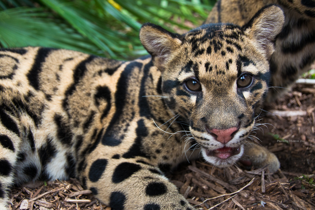 clouded leopard